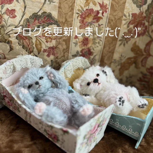 テディキャット - ジェリーベア