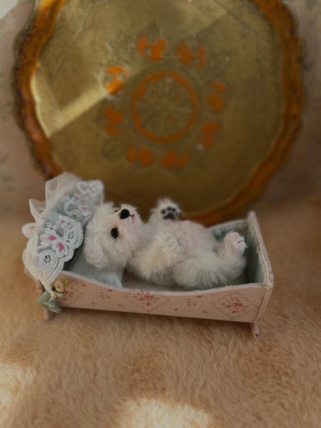 テディキャット - ジェリーベア