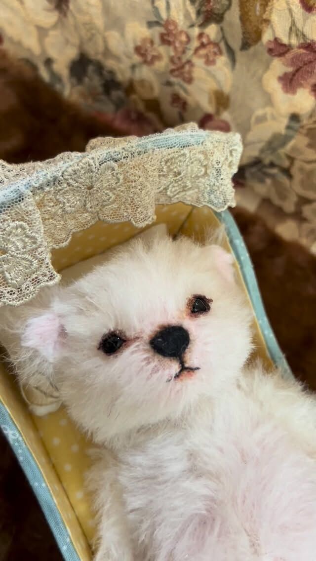 ジェリーベア - テディベアと、テディベアタイプのネコを作っています